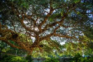 Baum der Geister